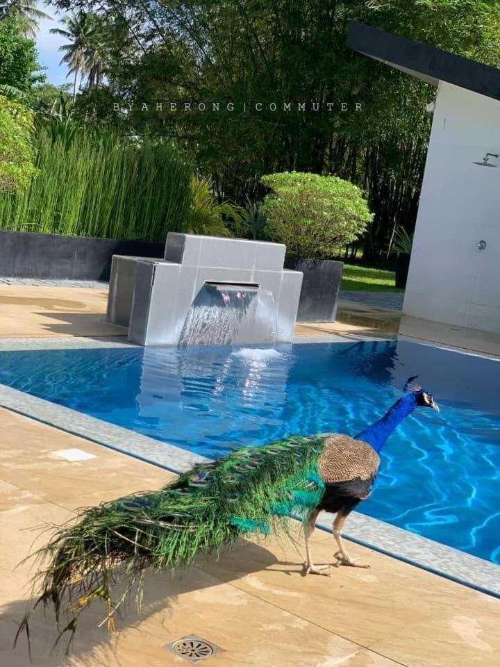 Dreamink Farm Og Myl'S Place Sorsogon Kültér fotó